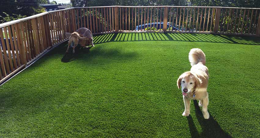 puppy turf