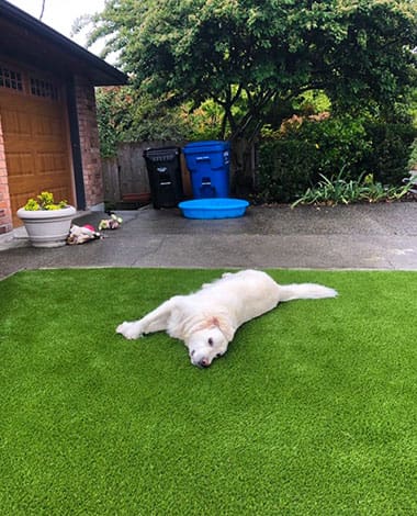 pet friendly artificial grass near me