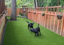 synthetic-pet-turf-0003