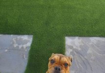 synthetic-pet-turf-0006