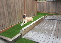 synthetic-pet-turf-0007