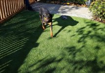 synthetic-pet-turf-0008