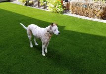 synthetic-pet-turf-0012