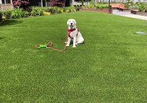 synthetic-pet-turf-0013