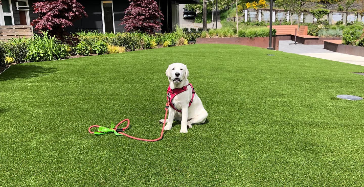 can dog poo blind a child