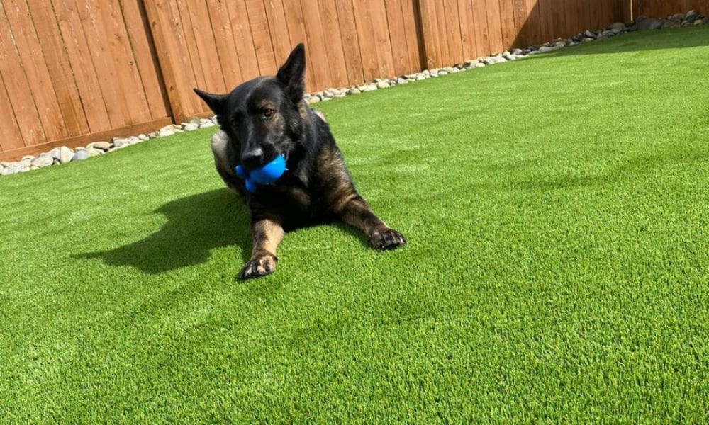 15 Reasons Artificial Grass Is Good for Your Pets 1 15 Reasons Artificial Grass Is Good for Your Pets
