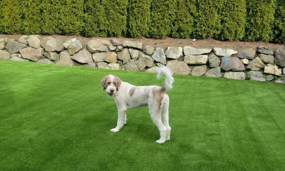 15 Reasons Artificial Grass Is Good for Your Pets 2 15 Reasons Artificial Grass Is Good for Your Pets