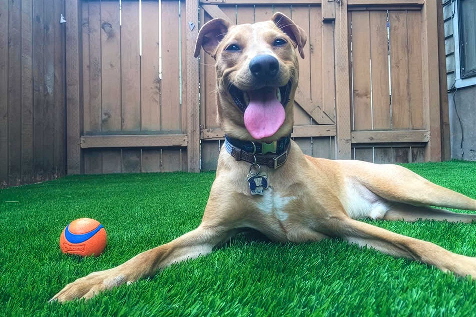 Happy dog lying on grass.