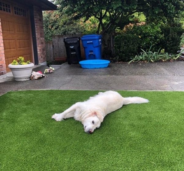 synthetic-pet-turf-0002-768x1024